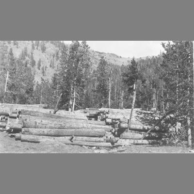 Cut Logs Stacked on Top of One Another in a Clearing