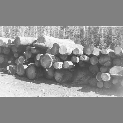 Pile of Cut Logs in Mountain Clearing