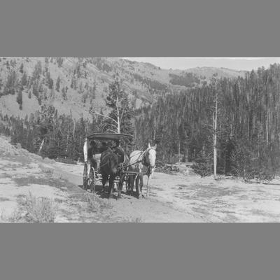 Head on view of light horse-drawn carriage moving down mountain road.
