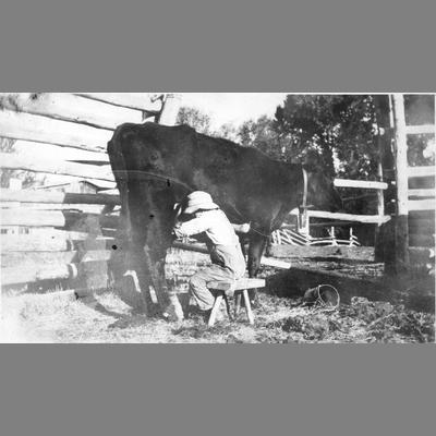 Five-year-old bud milking a cow by hand.