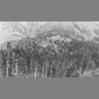 Forested Mountain Side with Buildings Barely Visible