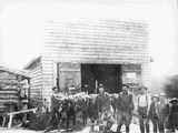 Men and boys posing in front of false-front frame livery stable with team of yoked oxen.