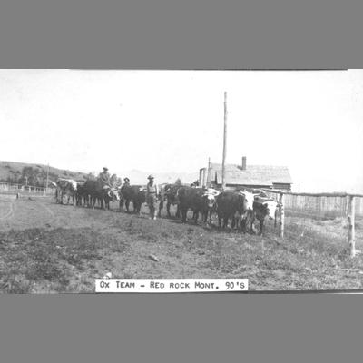 Several Pairs of Yoked Oxen with Drivers Standing Next to Fence Which Parallels a Dirt Road circa 1890