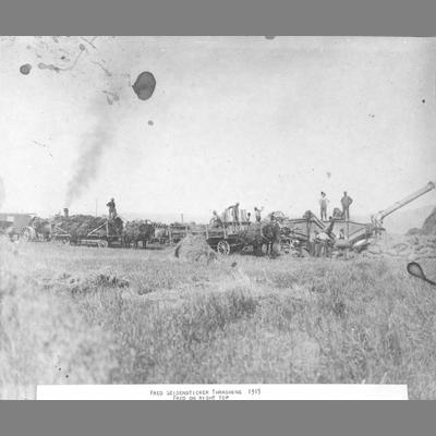 Fred Seidensticker threshing - horse-drawn wagons haul cut grain, 1915.