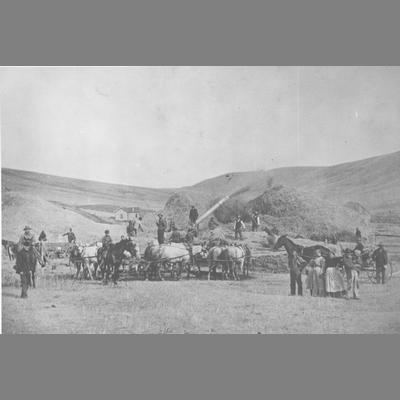 Group of Workers in Front of Pile of Grain Being Fed by Thresher Spout 1890