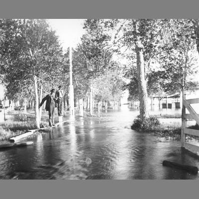 Two men standing above flood in grove of trees.