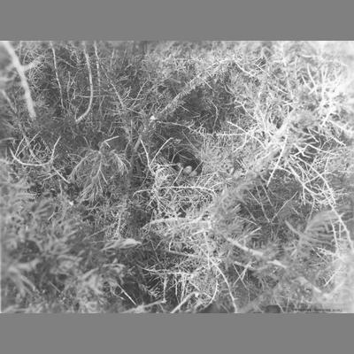 Close Up View of Bird's Nest With Eggs