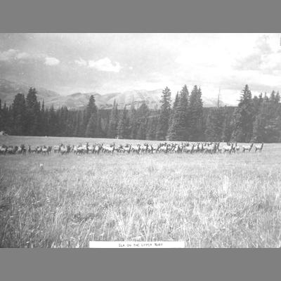 Elk on the Upper Ruby viewed at mid-distance in mountain meadow.