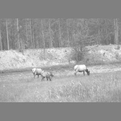 Three elk grazing in mountain meadow.