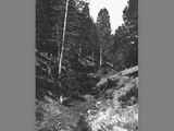 Image of a Forest in Montana