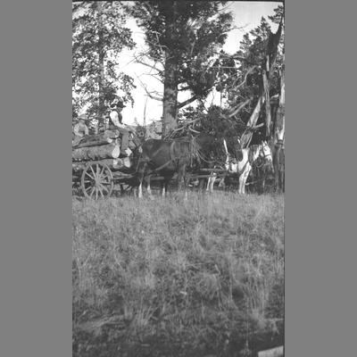 Man steers horses moving logs.
