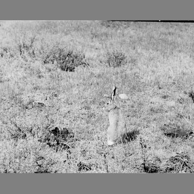 Close Up View of Rabbit Sitting on Grass