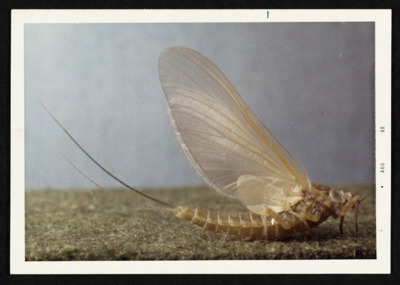 Bugs, #349-360