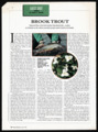 Brook Trout