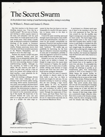 Flies-Natural and Artificial and Other Trout Foods: Mayflies - Natural and Imitation