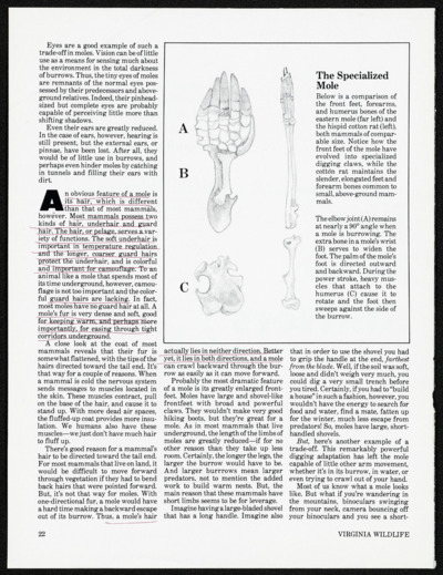Fly Tying: Dubbing