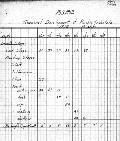 Seasonal development of Purshia tridentata