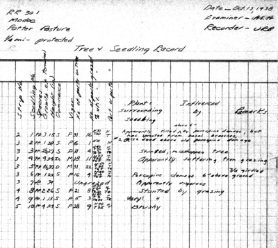Potter Pasture, pine regeneration, cattle quarter-mile plots