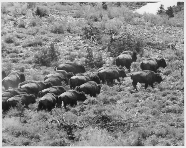 Buffalo herd, Big Horn Mountains, Montana