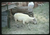 Sheered sheep leaving pen