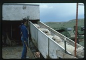 Sheep entering shearing wagon