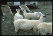 Sheared sheep standing together