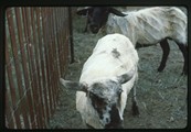 Sheered sheep standing near fence