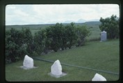 White tombstones in Dupuyer, Montana