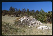 Lichens on rocks surrounded by bushes