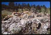 Lichens and grass on rock