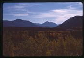 Denali Park, Alaska - forested valley between mountains