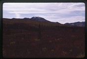 Denali Park, Alaska - red shrubs and trees at base of yellow hill