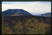 Denali Park, Alaska - forest covered hills at base of mountians