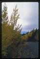 Denali Park, Alaska - yellow trees lining paved road