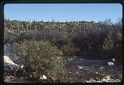 Catalina State Park, Arizona - stream below hill of cacti