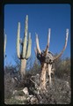 Catalina State Park, Arizona - young and old saguaro cacti