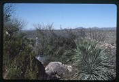 Catalina State Park, Arizona - Ivan Doig in desert foliage