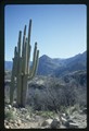Saguaro National Park, Arizona - large saguaro cactus