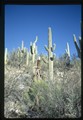 Saguaro National Park, Arizona - saguaro cacti