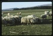 Dunedin, New Zealand - large group of sheep in pasture