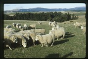 Dunedin, New Zealand - sheep grouped up in pasture