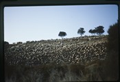 Dunedin, New Zealand - sheep and turnips