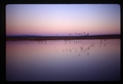 Bosque del Apache, New Mexico - ten birds stand in forefront of marsh