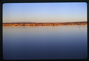 Bosque del Apache, New Mexico - three birds stand in an open body of water