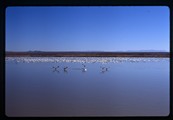 Bosque del Apache, New Mexico - six geese take flight in front of large flock