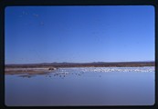 Bosque del Apache, New Mexico - geese fly over and rest upon a shallow river