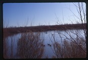 Bosque del Apach, New Mexico - various aquatic fowl on still river