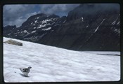 Logan Pass, Montana - Ptarmigan walking on packed snow