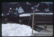Logan Pass, Montana - ptarmigan stands on boardwalk getting photographed