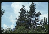 Silvered wood at Saint Mary Lake in Glacier Park, Montana